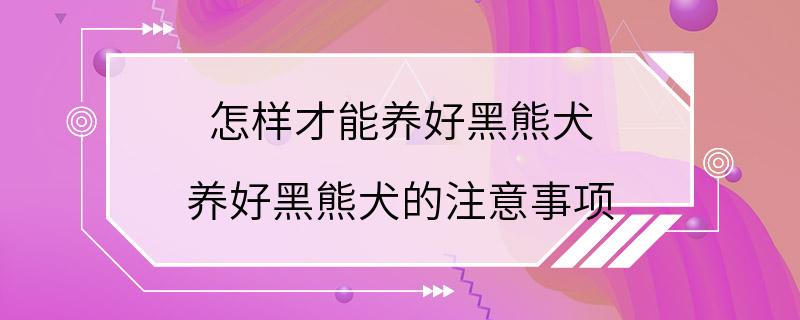 怎样才能养好黑熊犬 养好黑熊犬的注意事项