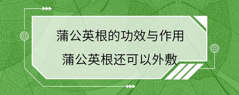 蒲公英根的功效与作用 蒲公英根还可以外敷