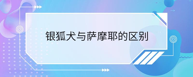 银狐犬与萨摩耶的区别