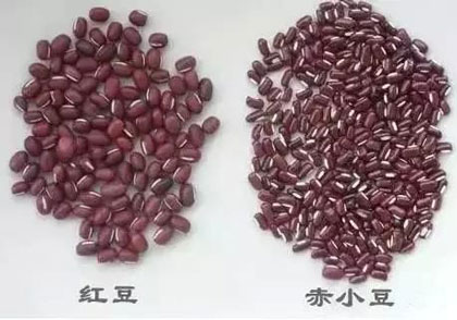 小红豆和赤小豆一样吗