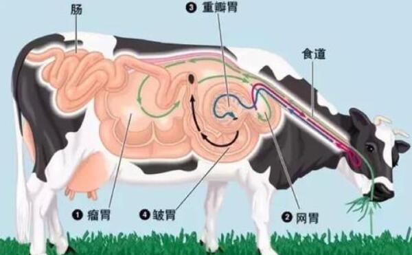 毛肚是牛的第几个胃(1)