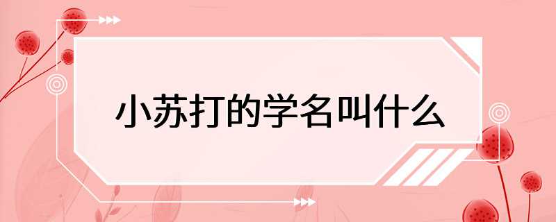 小苏打的学名叫什么