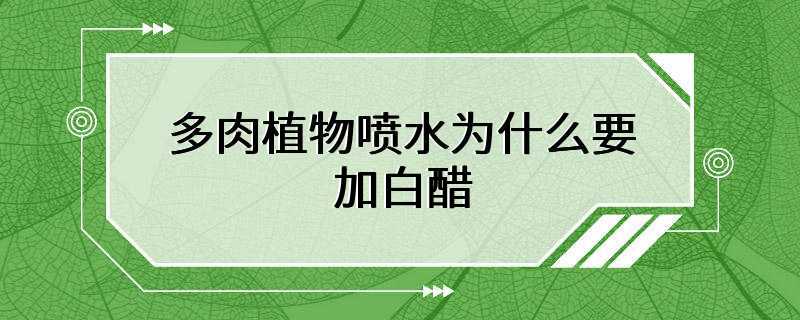 多肉植物喷水为什么要加白醋