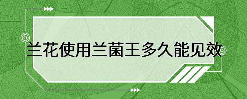 兰花使用兰菌王多久能见效