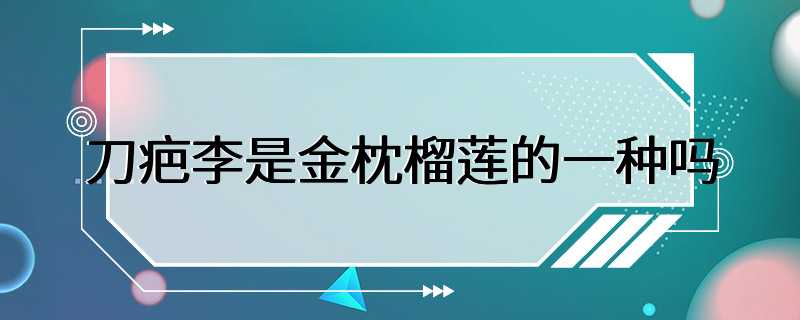 刀疤李是金枕榴莲的一种吗