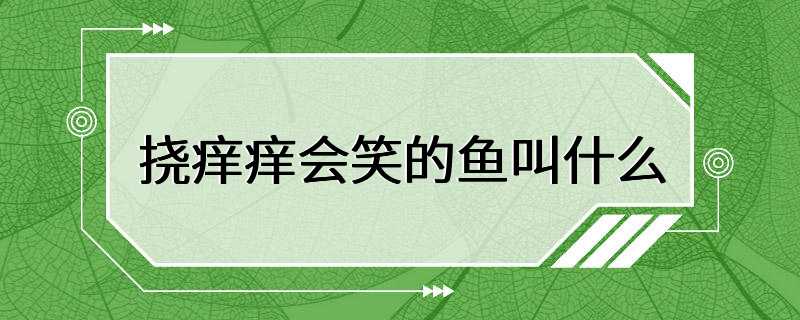 挠痒痒会笑的鱼叫什么