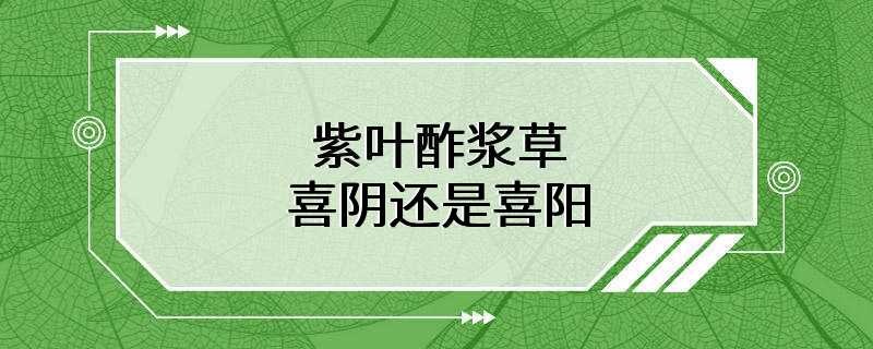 紫叶酢浆草喜阴还是喜阳