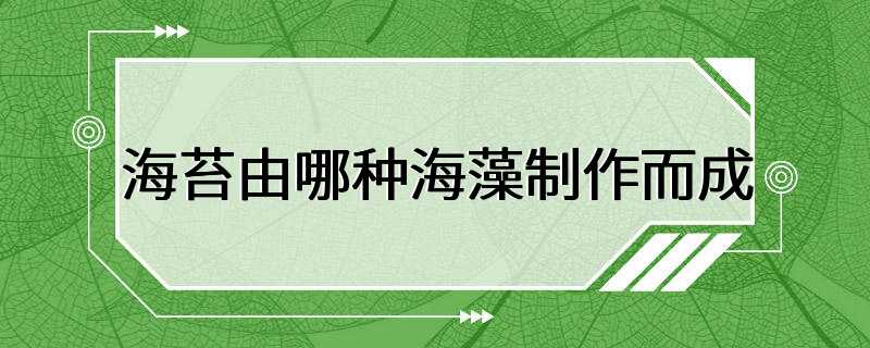 海苔由哪种海藻制作而成