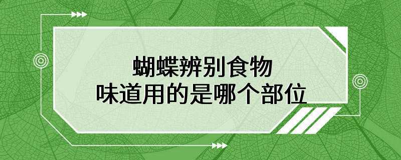 蝴蝶辨别食物味道用的是哪个部位