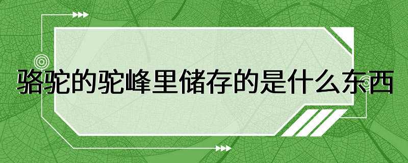 骆驼的驼峰里储存的是什么东西