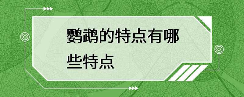 鹦鹉的特点有哪些特点