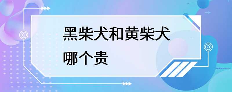 黑柴犬和黄柴犬哪个贵