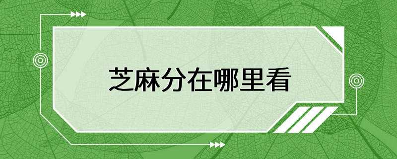 芝麻分在哪里看