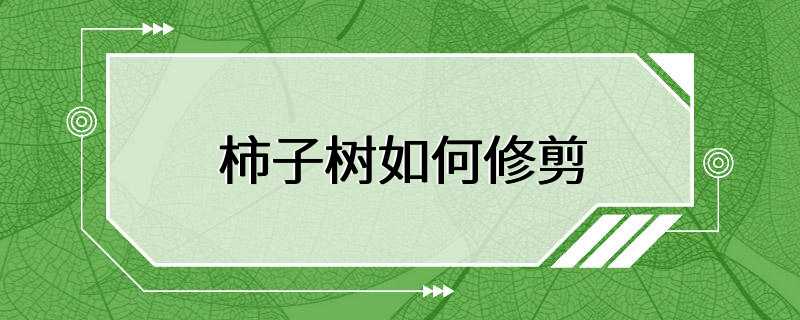 柿子树如何修剪