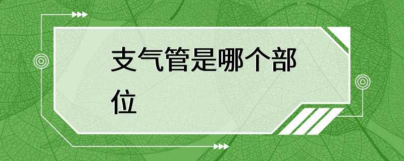 支气管是哪个部位