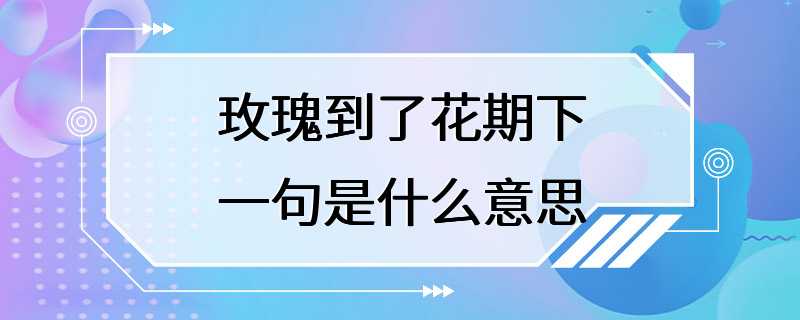 玫瑰到了花期下一句是什么意思