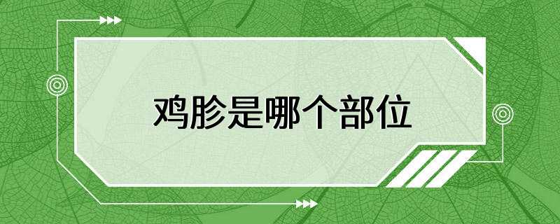 鸡胗是哪个部位