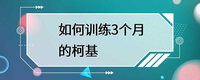 如何训练3个月的柯基