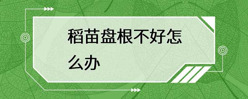 稻苗盘根不好怎么办