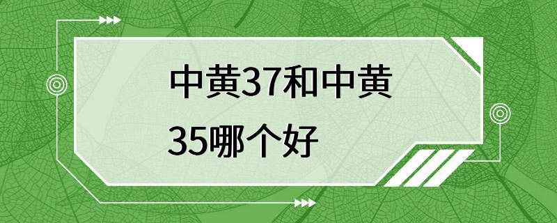 中黄37和中黄35哪个好