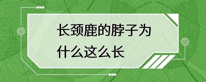 长颈鹿的脖子为什么这么长