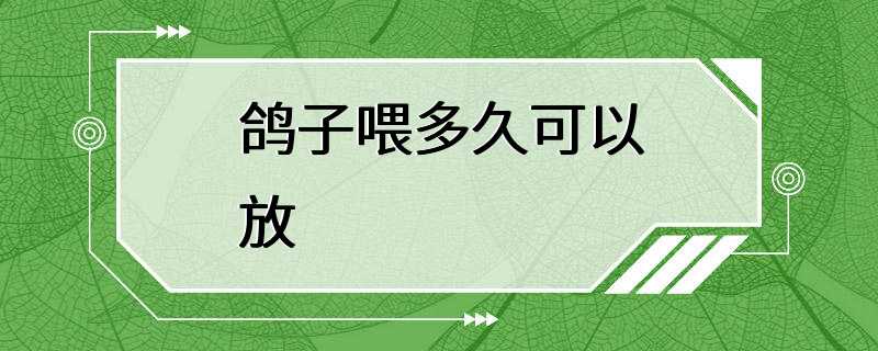 鸽子喂多久可以放