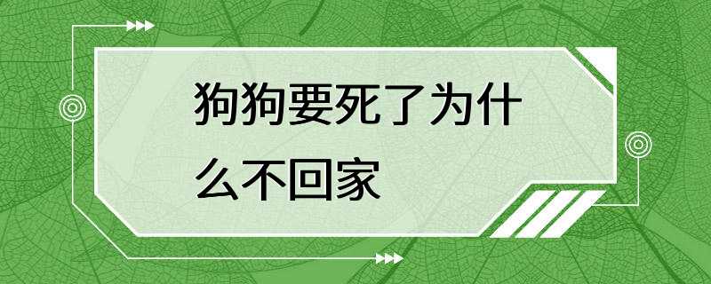 狗狗要死了为什么不回家