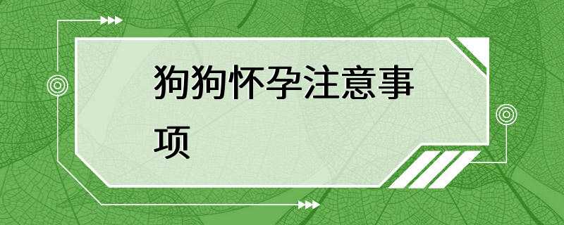 狗狗怀孕注意事项