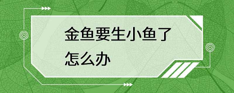 金鱼要生小鱼了怎么办