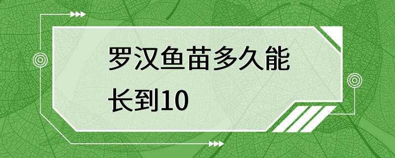 罗汉鱼苗多久能长到10