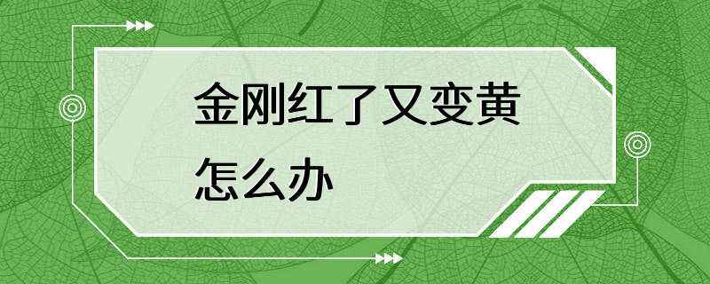 金刚红了又变黄怎么办