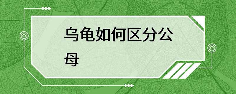 乌龟如何区分公母