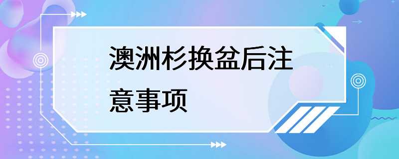 澳洲杉换盆后注意事项