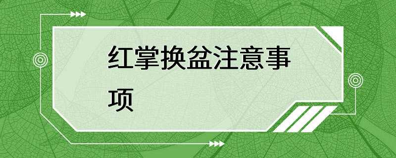 红掌换盆注意事项