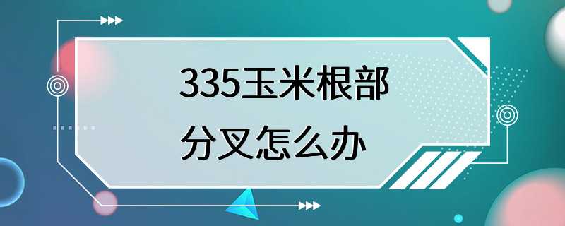 335玉米根部分叉怎么办