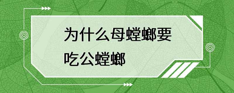 为什么母螳螂要吃公螳螂