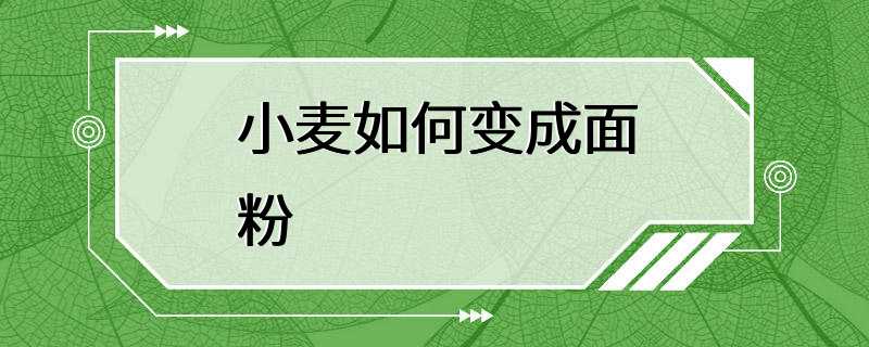 小麦如何变成面粉