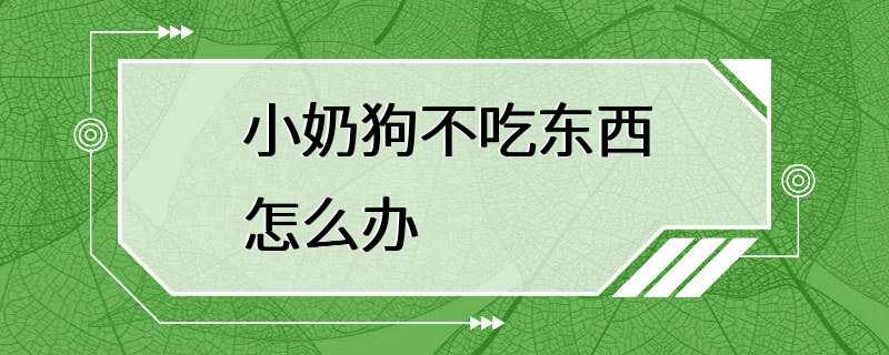 小奶狗不吃东西怎么办