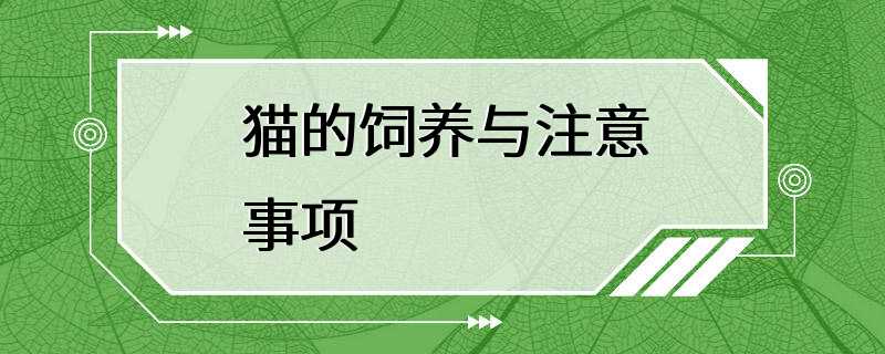 猫的饲养与注意事项