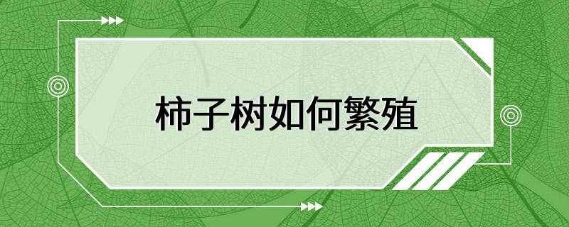 柿子树如何繁殖