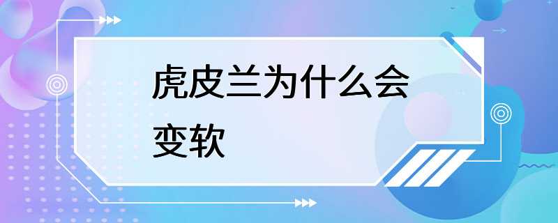 虎皮兰为什么会变软