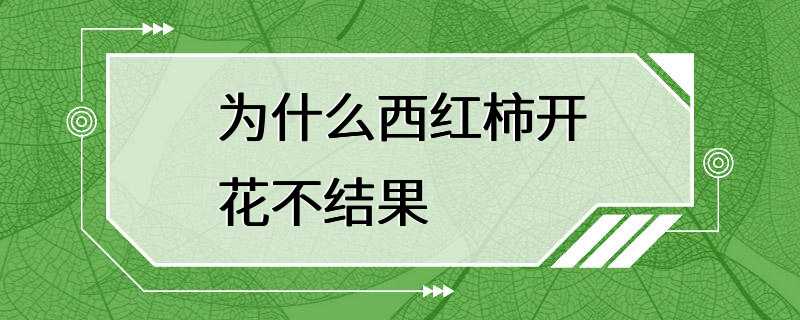 为什么西红柿开花不结果