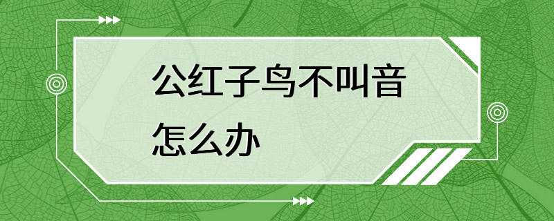 公红子鸟不叫音怎么办