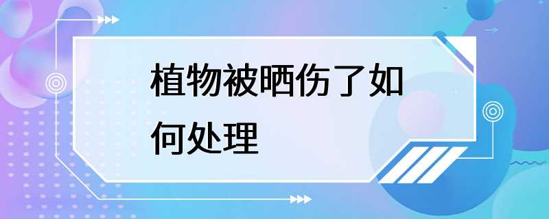 植物被晒伤了如何处理