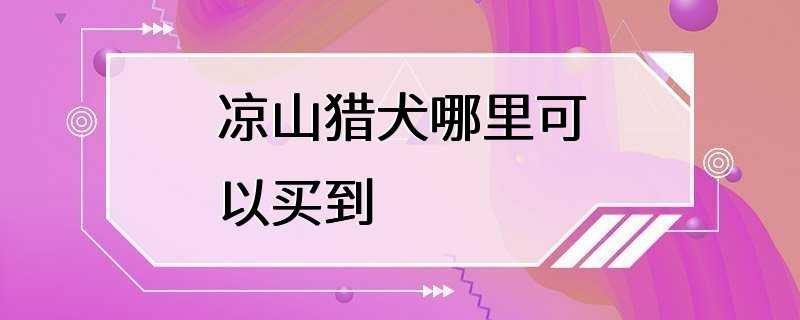 凉山猎犬哪里可以买到