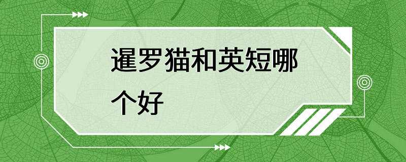 暹罗猫和英短哪个好