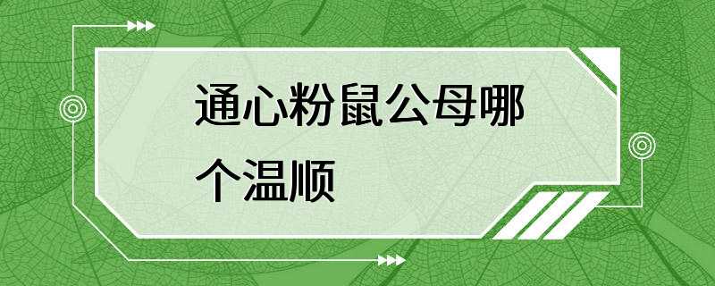 通心粉鼠公母哪个温顺