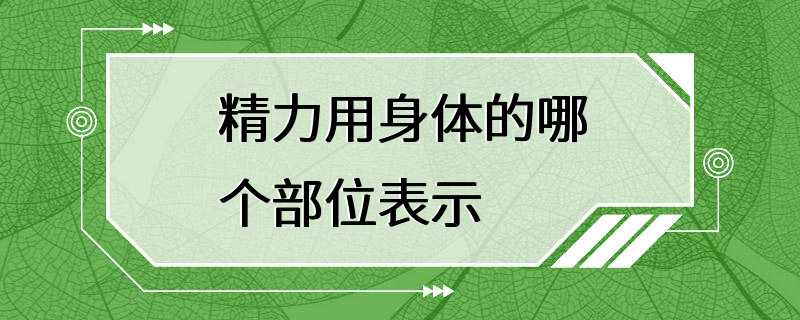 精力用身体的哪个部位表示