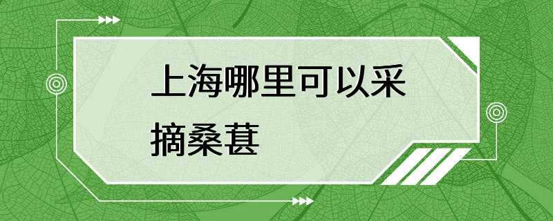 上海哪里可以采摘桑葚