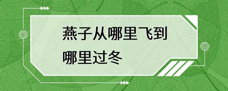 燕子从哪里飞到哪里过冬